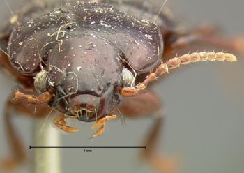 Media type: image;   Entomology 7386 Aspect: head frontal view